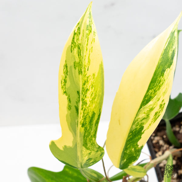 Philodendron Panduriforme Variegated (wk49-UI)