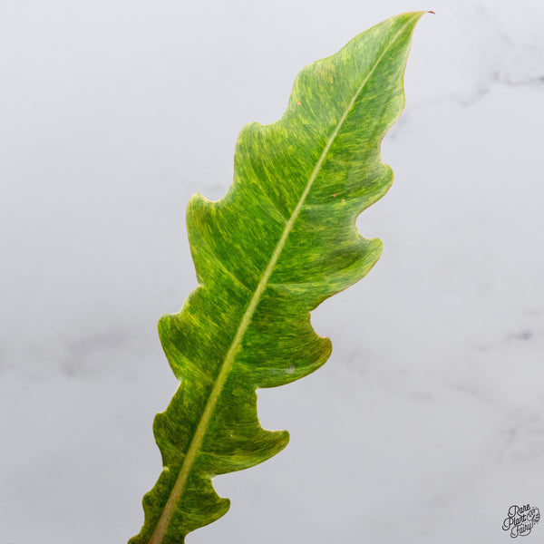Philodendron 'Golden Crocodile Marble' (wk32-A)