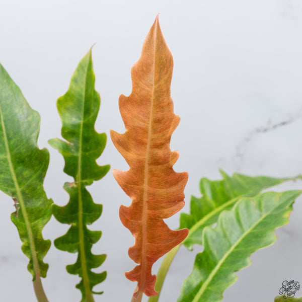 Philodendron 'Golden Crocodile Marble' (wk32-A)