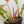 Philodendron 'Golden Crocodile Marble' (wk32-A)
