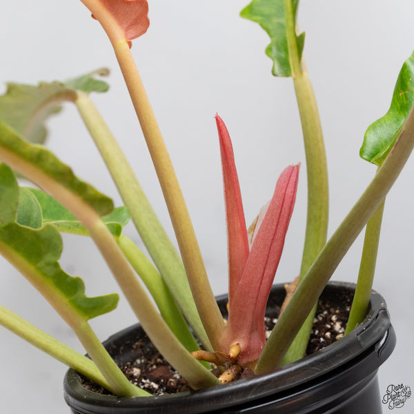 Philodendron 'Golden Crocodile Marble' (wk32-A)