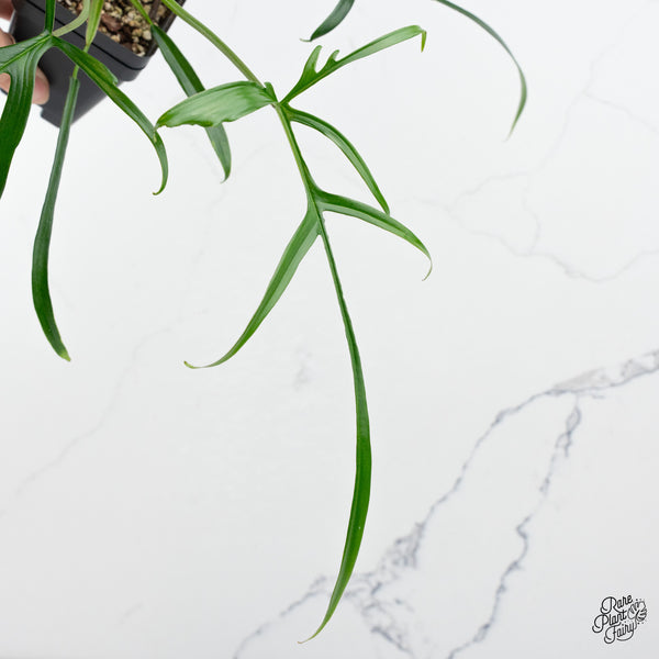 Philodendron Polypodioides (wk48-B)