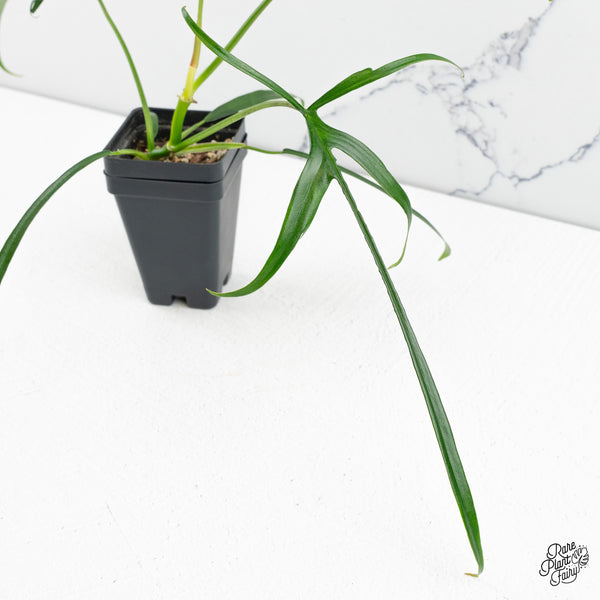 Philodendron Polypodioides (wk48-B)