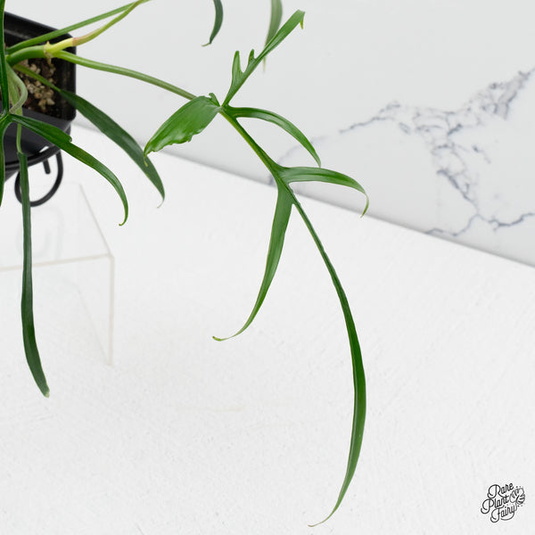 Philodendron Polypodioides (wk48-B)