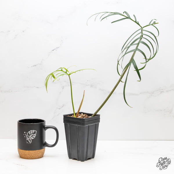 Philodendron polypodioides (wk5-P)