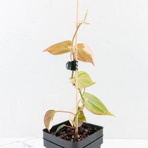 Philodendron Micans Albo/Pink Variegated (wk31-R)