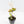Philodendron Micans Albo/Pink Variegated (wk31-R)