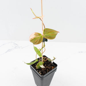 Philodendron Micans Albo/Pink Variegated (wk31-R)