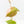 Philodendron Micans Albo/Pink Variegated (wk31-R)