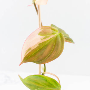 Philodendron Micans Albo/Pink Variegated (wk31-R)