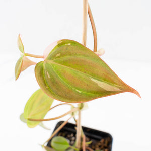 Philodendron Micans Albo/Pink Variegated (wk31-R)