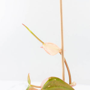 Philodendron Micans Albo/Pink Variegated (wk31-R)