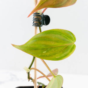 Philodendron Micans Albo/Pink Variegated (wk31-R)