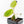 Philodendron Micans Albo/Pink Variegated (wk31-R)