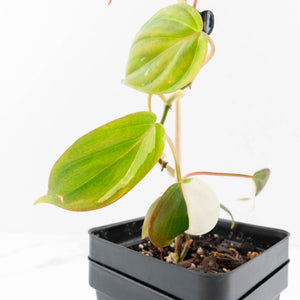 Philodendron Micans Albo/Pink Variegated (wk31-R)