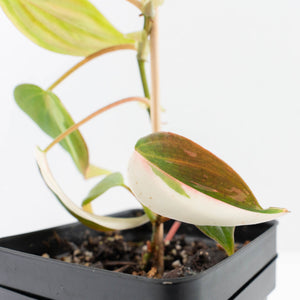 Philodendron Micans Albo/Pink Variegated (wk31-R)