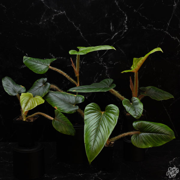 Philodendron serpens *Grower's choice*