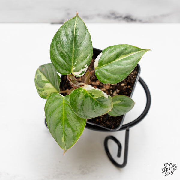 Philodendron Sodiroi Albo Variegated (wk52-UC)
