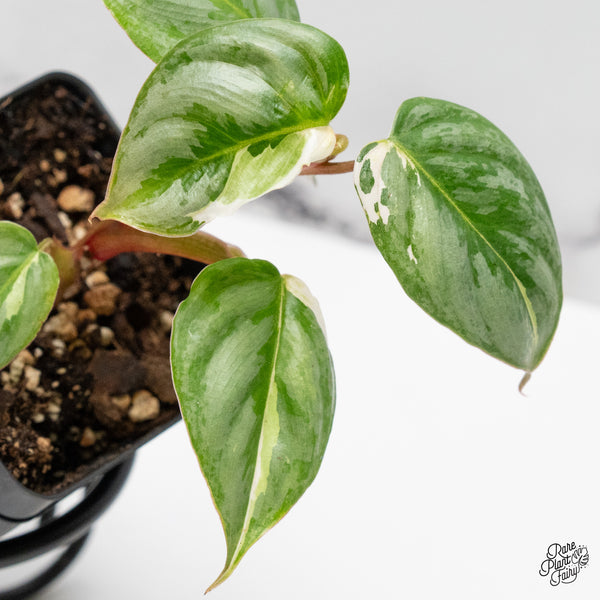 Philodendron Sodiroi Albo Variegated (wk52-UC)