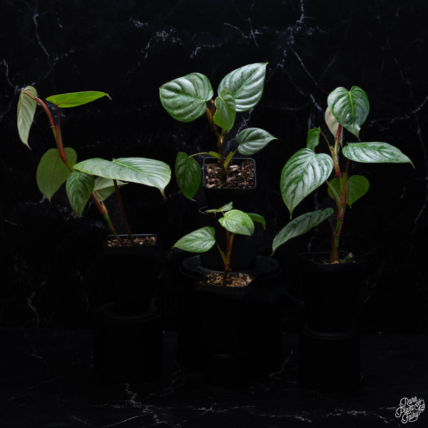 Philodendron sodiroi *Grower's choice*