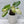 Philodendron 'Paraiso Verde'  Albo Variegated (wk33-H)