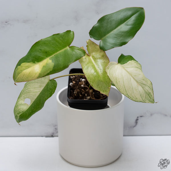 Philodendron 'Paraiso Verde'  Albo Variegated (wk33-H)