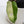 Philodendron 'Paraiso Verde'  Albo Variegated (wk33-H)
