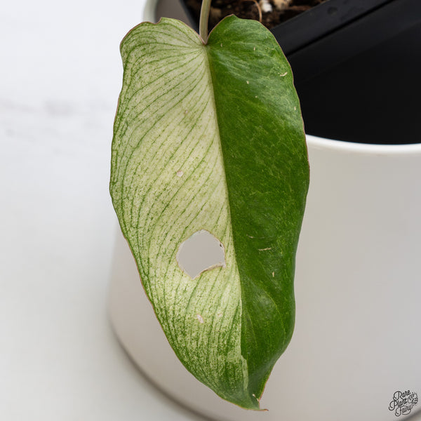 Philodendron 'Paraiso Verde'  Albo Variegated (wk33-H)