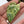 Philodendron 'Paraiso Verde'  Albo Variegated (wk33-H)
