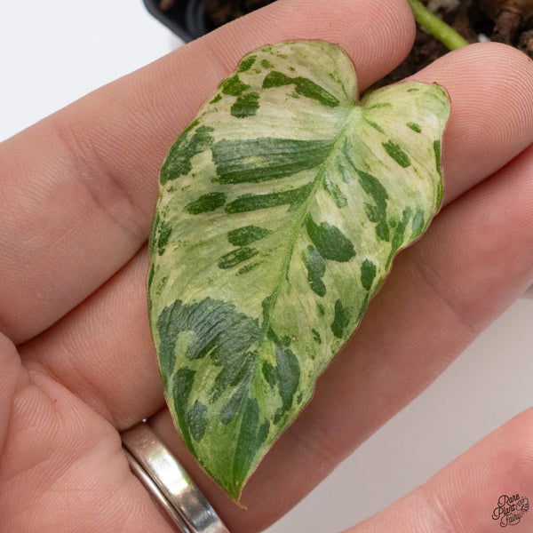 Philodendron 'Paraiso Verde'  Albo Variegated (wk33-H)