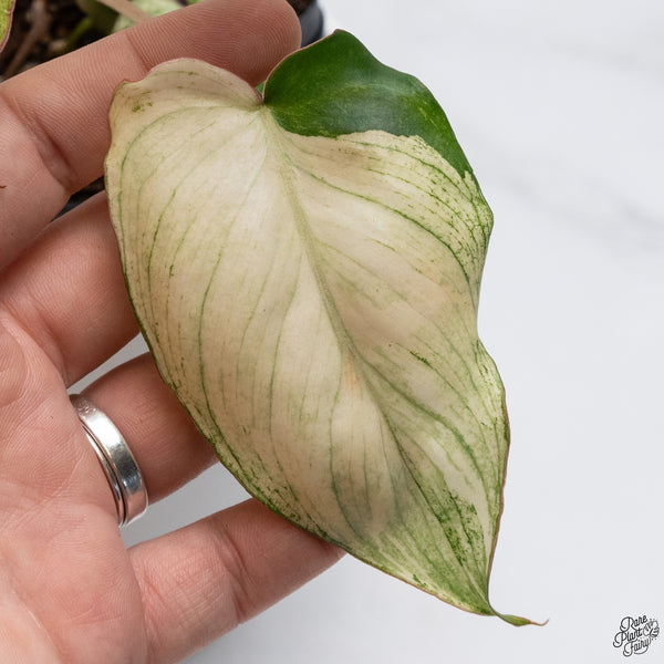 Philodendron 'Paraiso Verde'  Albo Variegated (wk33-H)