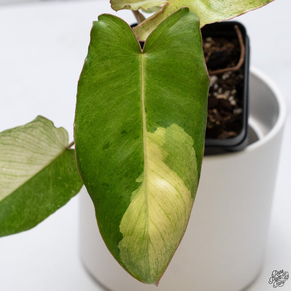 Philodendron 'Paraiso Verde'  Albo Variegated (wk33-H)