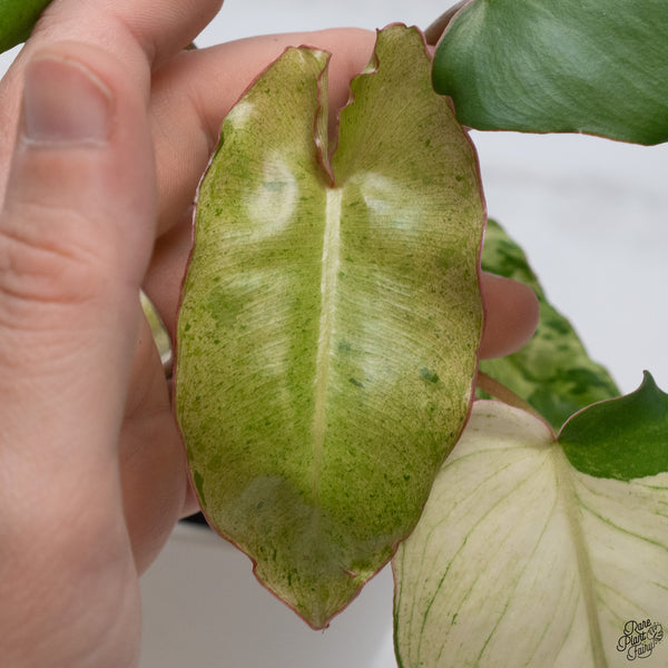 Philodendron 'Paraiso Verde'  Albo Variegated (wk33-H)