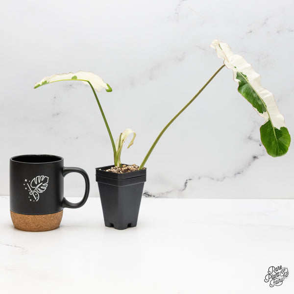 Philodendron 'Paraiso Verde' Albo Variegated (wk52-N)