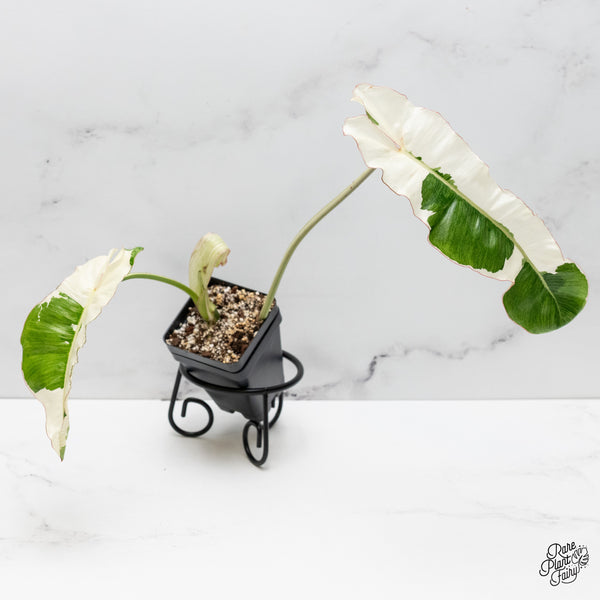 Philodendron 'Paraiso Verde' Albo Variegated (wk52-N)