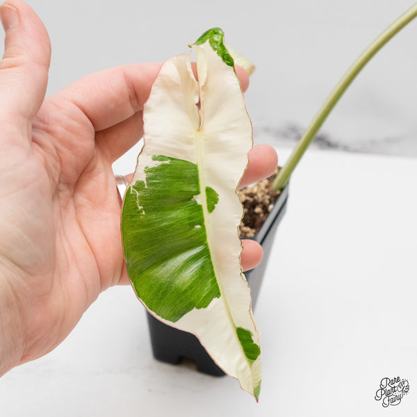 Philodendron 'Paraiso Verde' Albo Variegated (wk52-N)