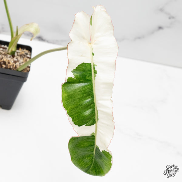 Philodendron 'Paraiso Verde' Albo Variegated (wk52-N)