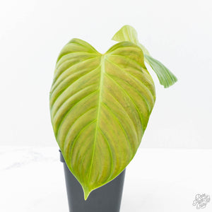 Philodendron sp. 'Fuzzy Petiole' variegated (wk21-UN)