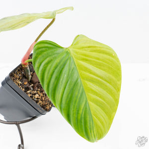 Philodendron sp. 'Fuzzy Petiole' variegated (wk21-UN)