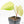 Philodendron sp. 'Fuzzy Petiole' variegated (wk21-UN)