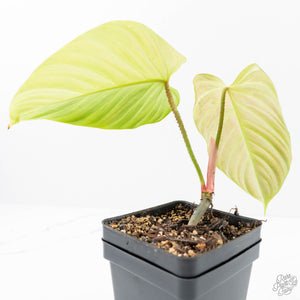 Philodendron sp. 'Fuzzy Petiole' variegated (wk21-UN)