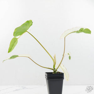 Philodendron 'Paraiso Verde' Albo Variegated (wk18-UG)