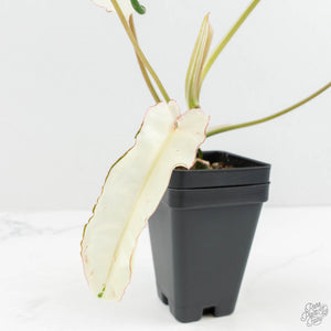 Philodendron 'Paraiso Verde' Albo Variegated (wk18-UG)
