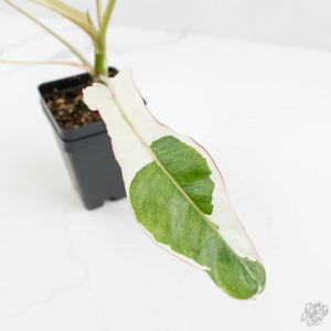 Philodendron 'Paraiso Verde' Albo Variegated (wk18-UG)