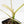 Philodendron 'Paraiso Verde' Albo Variegated (wk18-UG)