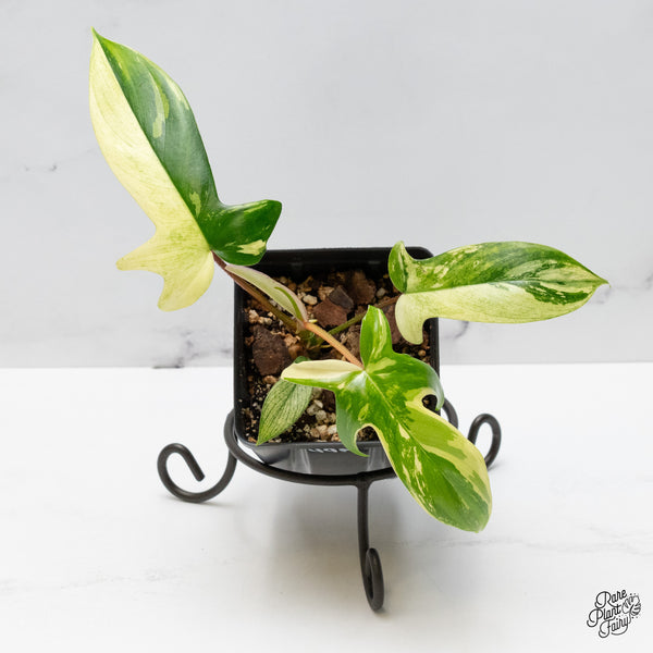 Philodendron 'Florida Beauty' Albo Variegated (wk49-N)