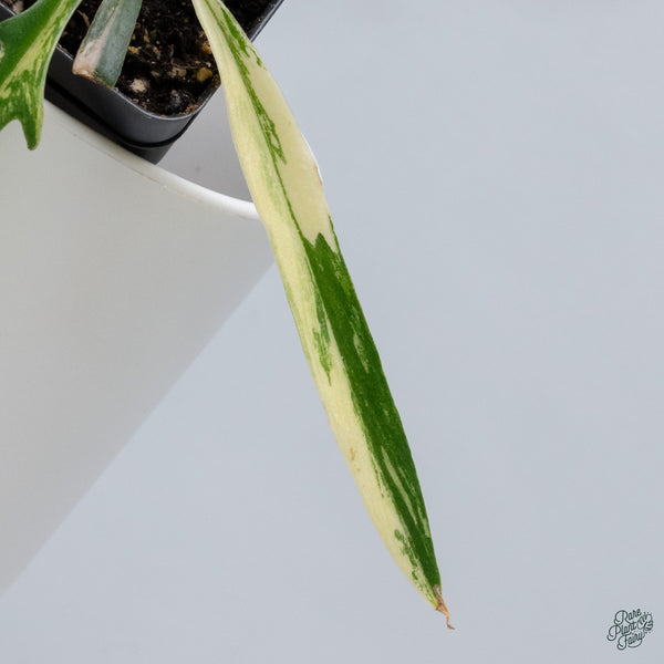Philodendron 'Tortum' Variegated (wk34-R)