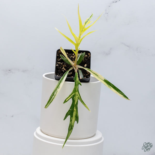 Philodendron 'Tortum' Variegated (wk34-R)