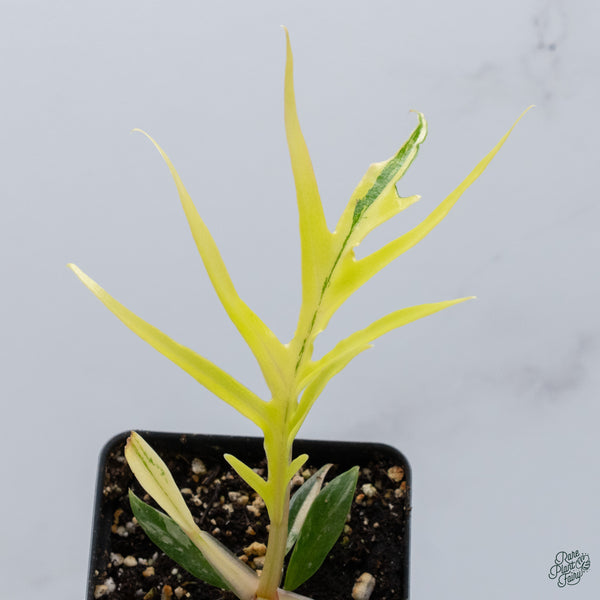 Philodendron 'Tortum' Variegated (wk34-R)