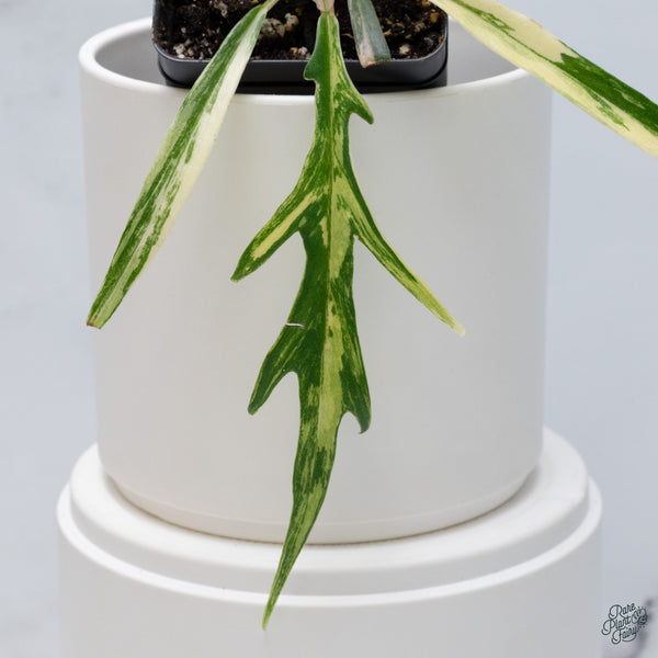 Philodendron 'Tortum' Variegated (wk34-R)